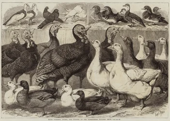 Pavos, patos y palomas premiados en la Exposición Avícola de Birmingham